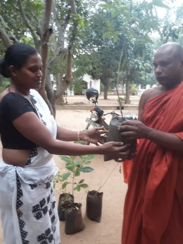 රුක් රෝපණ වැඩසටහන්